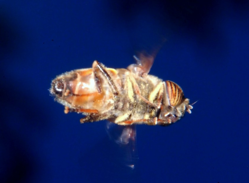 Insetti in volo libero e bombo rosso